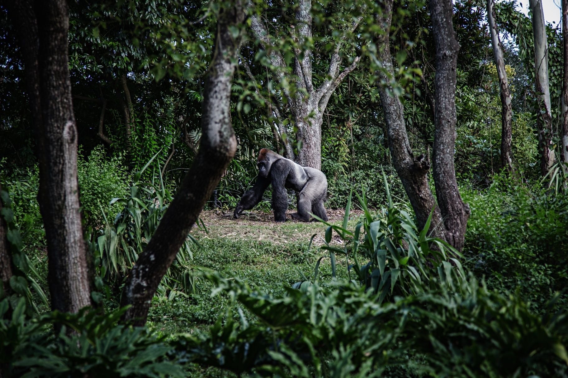 Mountain gorillas in Rwanda's Volcanoes National Park